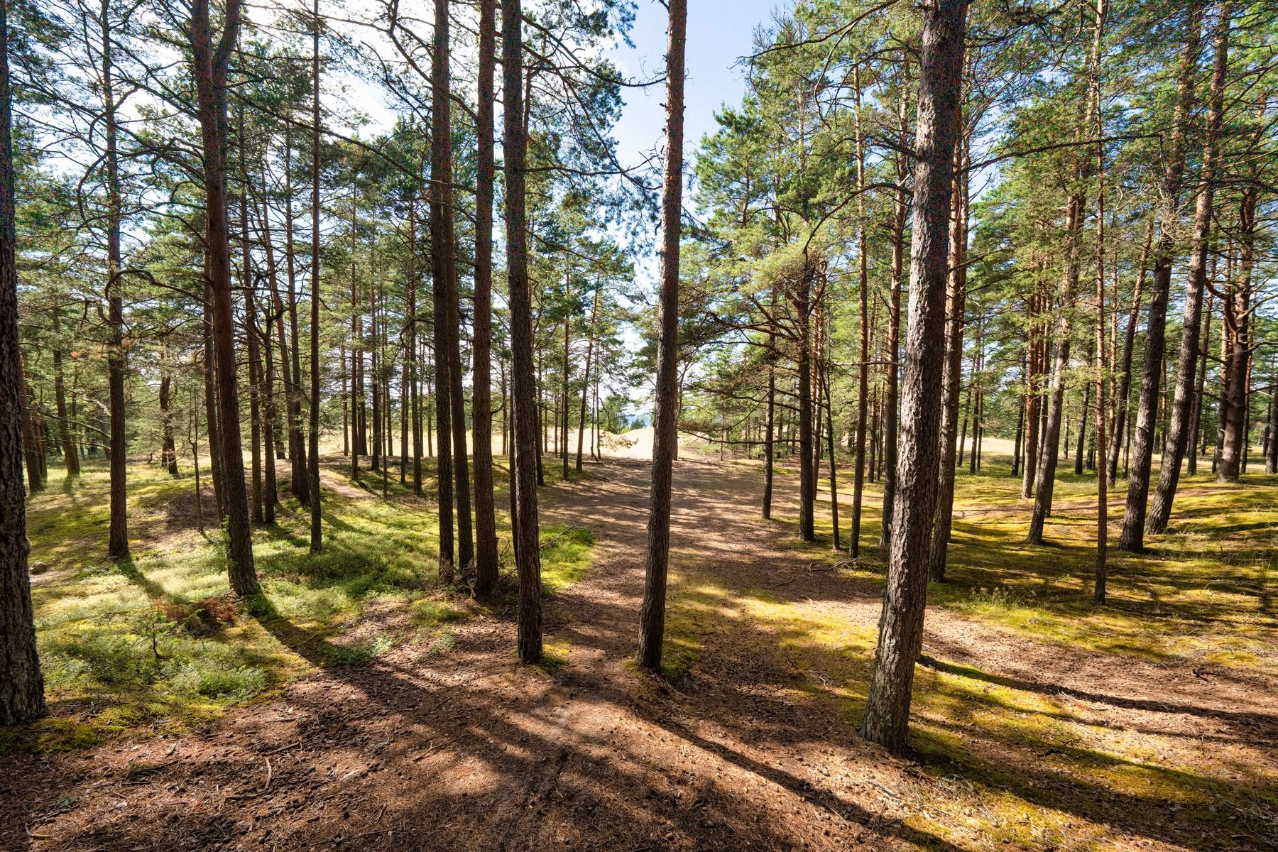 Kõrge männik kvartalis