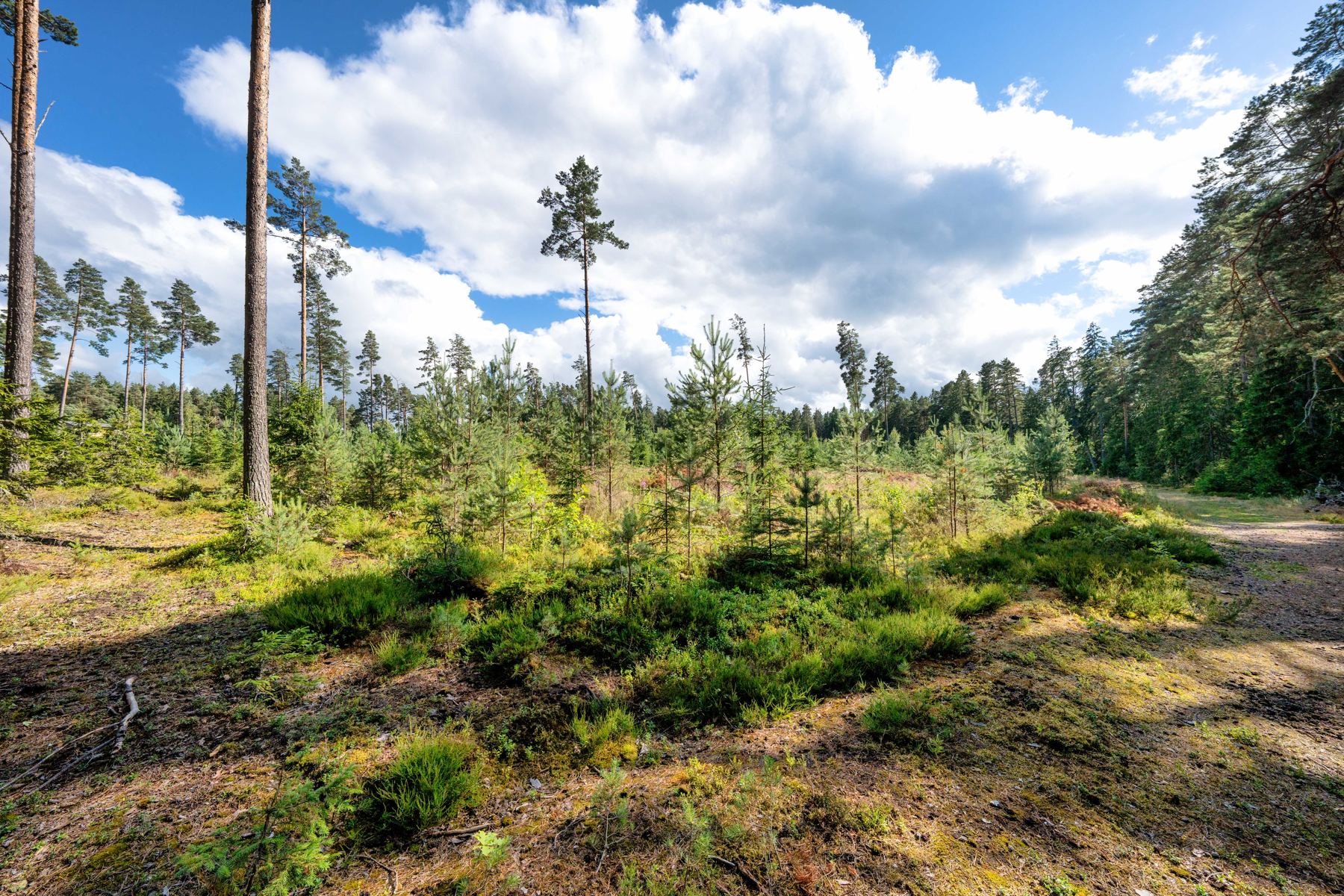 Männimets päikesevalguses