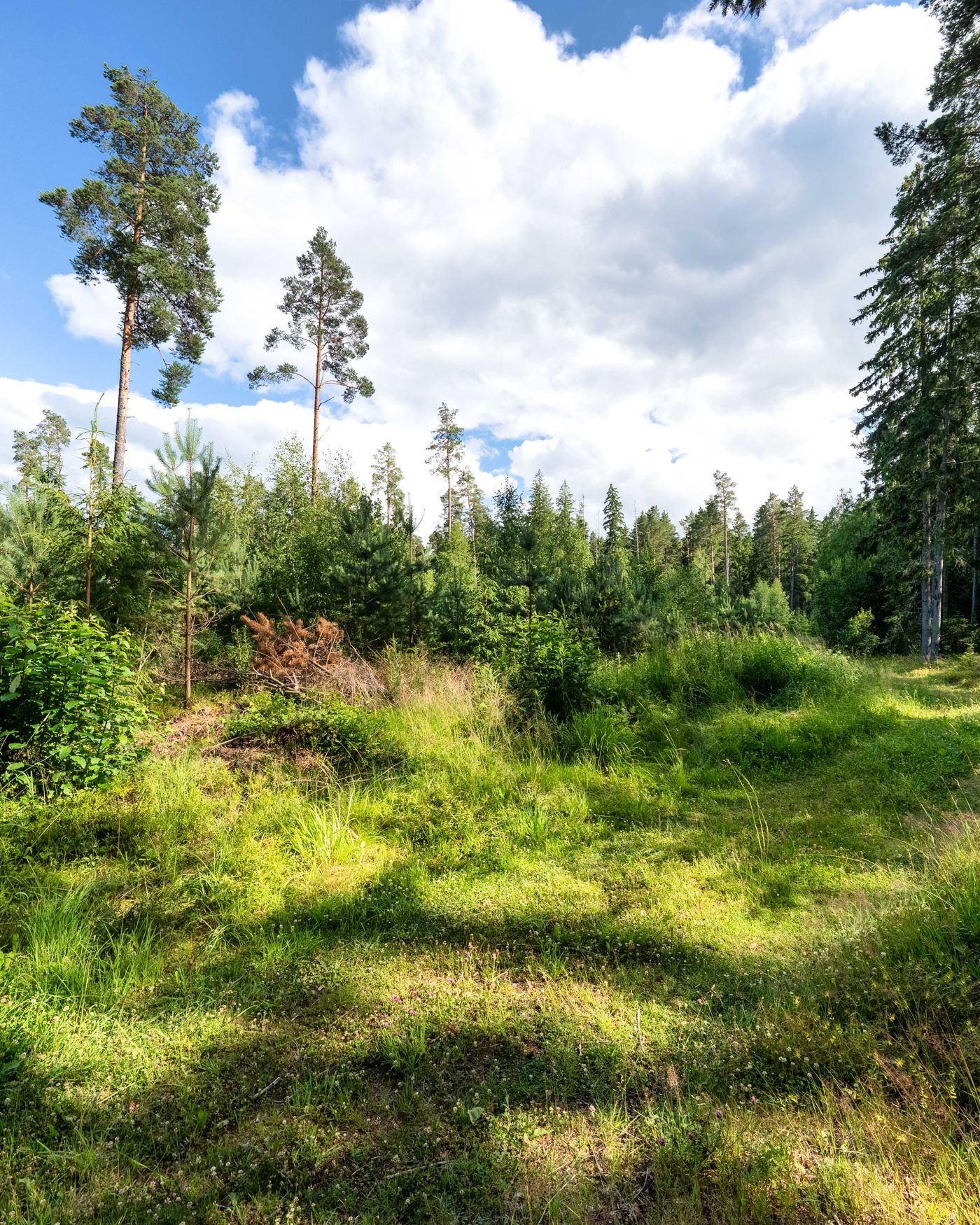 Männimets Loksa ranna lähedal